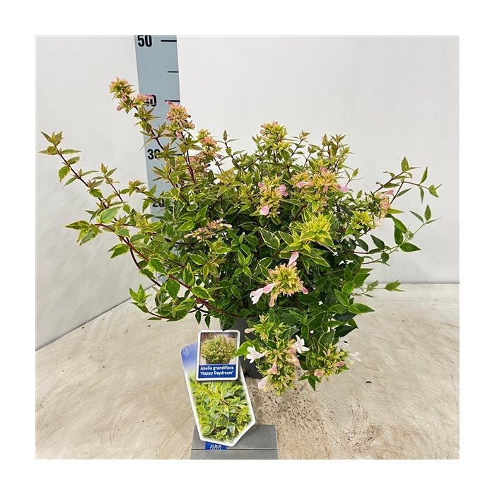 <h4>Abelia grandiflora 'Happy Daydream'</h4>