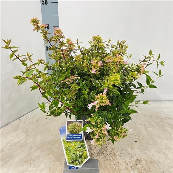 <h4>Abelia grandiflora 'Happy Daydream'</h4>