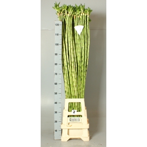 DRAC LUCKY BAMBOO