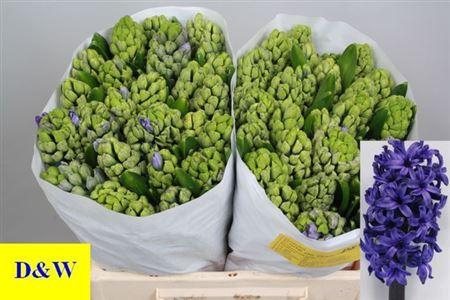 <h4>Hyac Golf D Gascogne</h4>