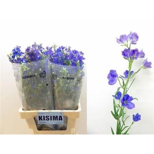 Delph En Morpho Grand Blue