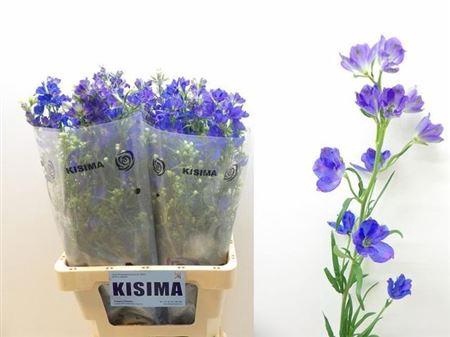 <h4>Delph En Morpho Grand Blue</h4>