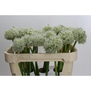 Allium White Giant