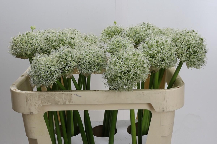 <h4>Allium White Giant</h4>