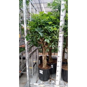 Schefflera arbor. 'Compacta'