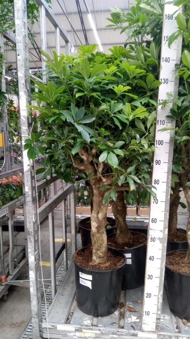 <h4>Schefflera arbor. 'Compacta'</h4>
