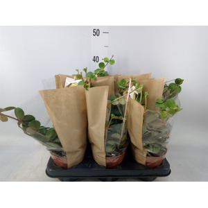 Peperomia tetraphylla 'Hope'