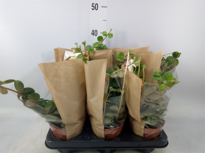 <h4>Peperomia tetraphylla 'Hope'</h4>