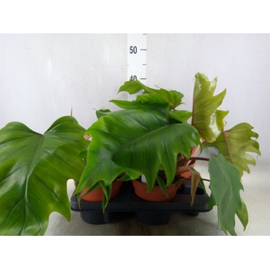 Philodendron   ...