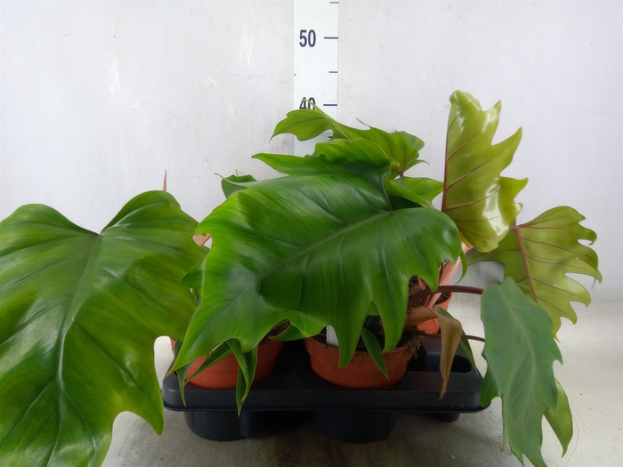 <h4>Philodendron   ...</h4>