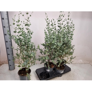 EUCAL GUNNII
