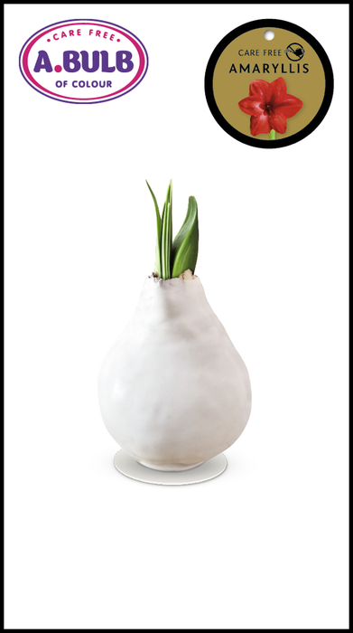 <h4>A.BULB of Colour - 28cm White Waxed</h4>