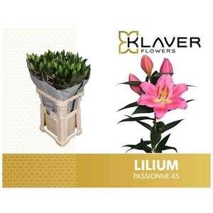 Li Or Passionne 4+ Klaver Lily