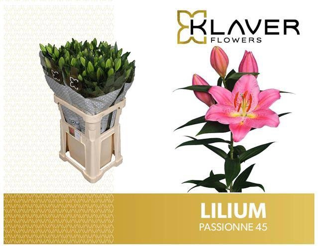 <h4>Li Or Passionne 4+ Klaver Lily</h4>