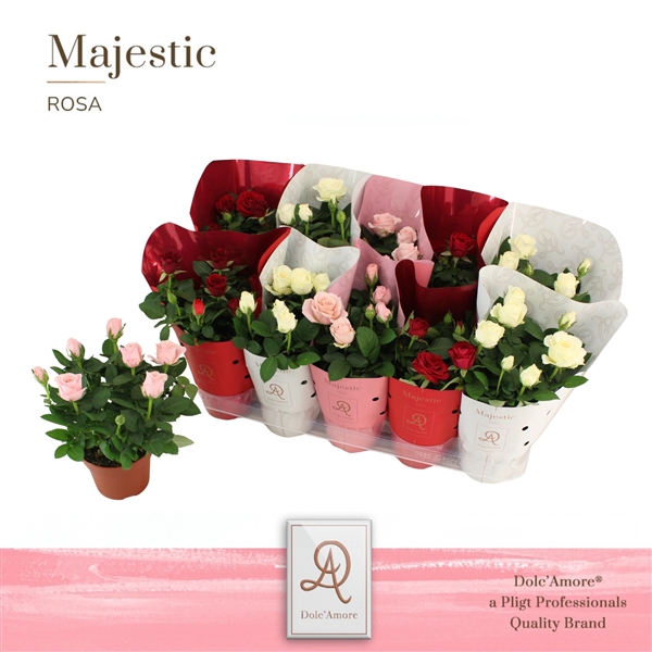 <h4>Potroos Valencia Mix P12 Dolc'Amore Majestic</h4>