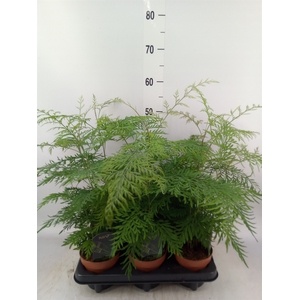 Planten  ..mix
