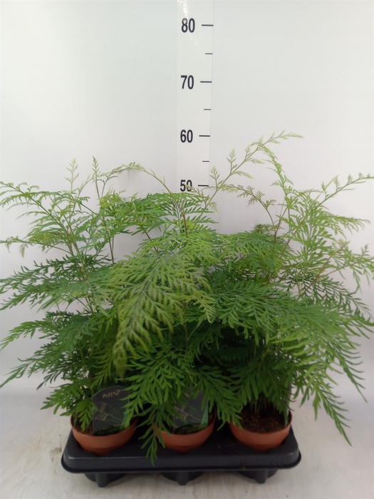 <h4>Planten  ..mix</h4>