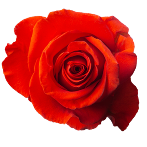 R Gr New Face Orange 50cm EC