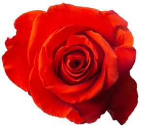 <h4>R Gr New Face Orange 50cm EC</h4>