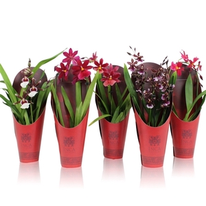 Inca Cambria Red Beauty mix incl. cascade 9cm in luxury cover