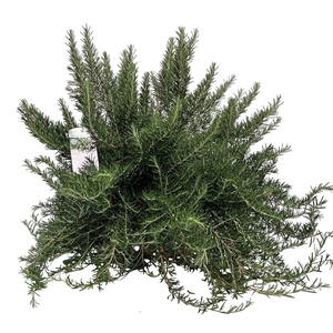 ROSMARIN OF PROSTRAT