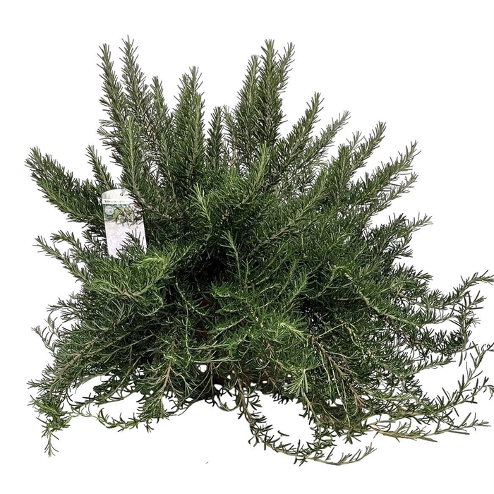 <h4>ROSMARIN OF PROSTRAT</h4>