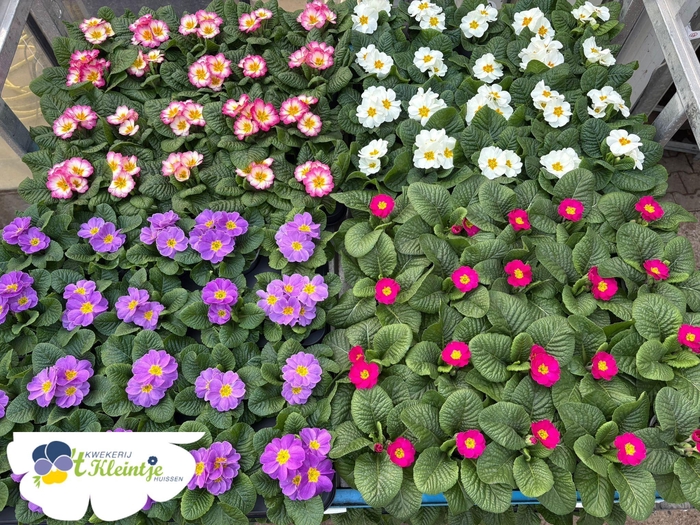 <h4>PRIM ACAULIS</h4>