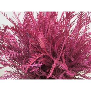 Ivanhoe Cerise