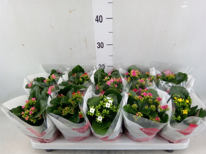 <h4>Kalanchoe blos.   ..mix 6</h4>