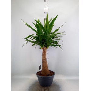 Yucca elephantipes   ...