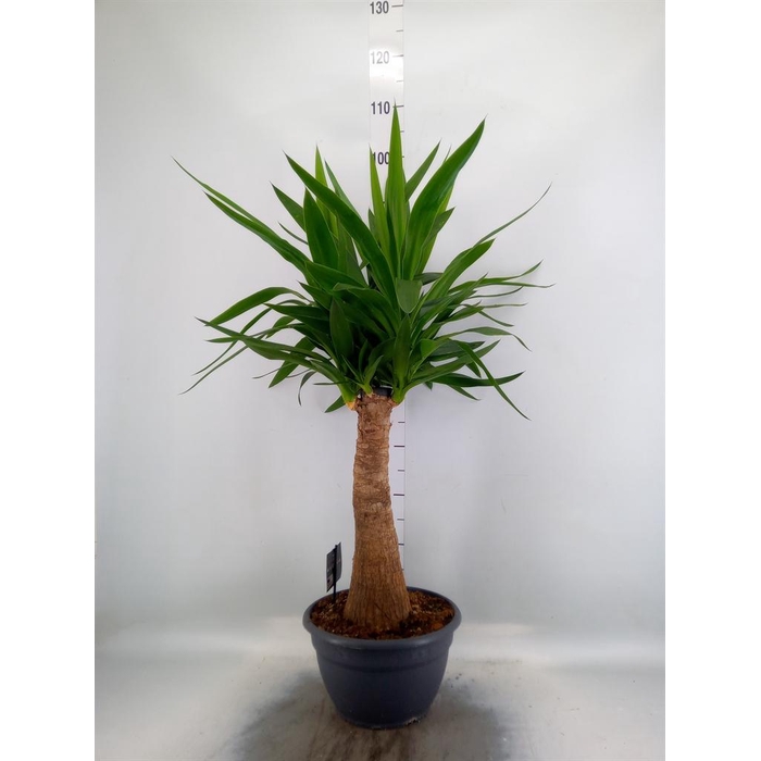 <h4>Yucca elephantipes   ...</h4>