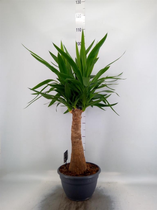 Yucca elephantipes   ...