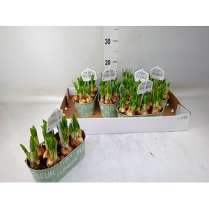 Arr.  Narcissus Tete Tete L%