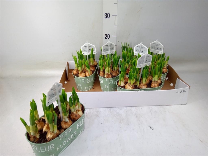 <h4>Arr.  Narcissus Tete Tete L%</h4>