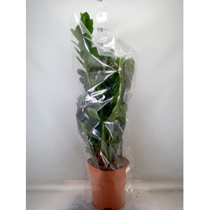 Zamioculcas zamiifolia