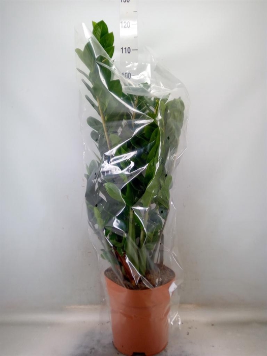 <h4>Zamioculcas zamiifolia</h4>