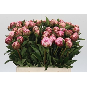 Paeonia Sarah Bernhardt