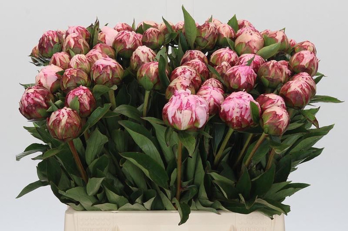 <h4>Paeonia Sarah Bernhardt</h4>