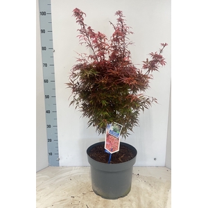 ACER PA JER SCHWARTZ