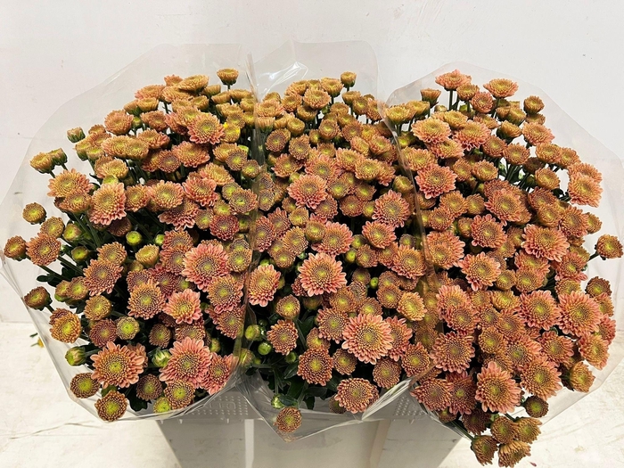 <h4>Chr S Ellison Salmon</h4>