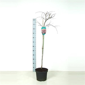 Acer palmatum 'Garnet' Stam P26 Full CC