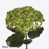 Hydrangea royal amigo