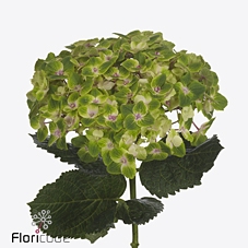 Hydrangea royal amigo