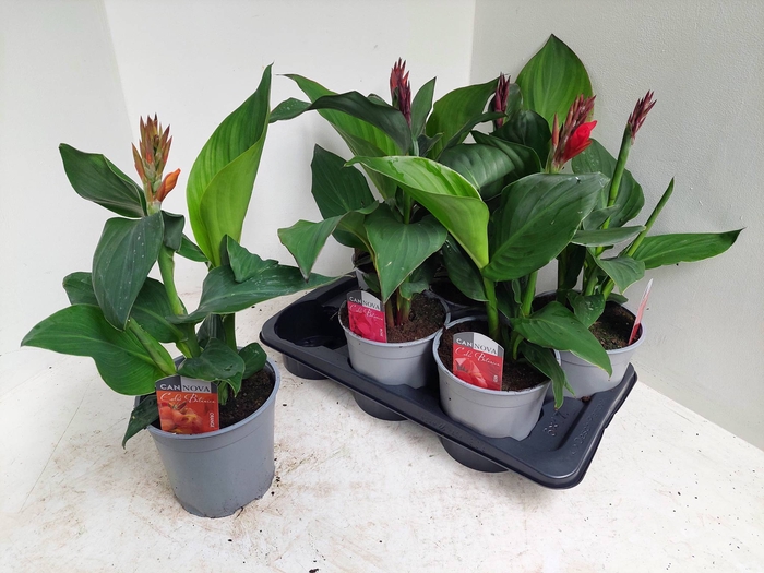 <h4>CANNA CANNOVA GEM</h4>