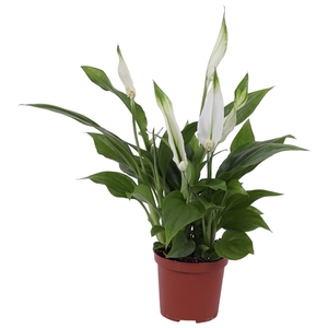 Spathiphyllum Pearl Cupido 7cm, zonder hoes