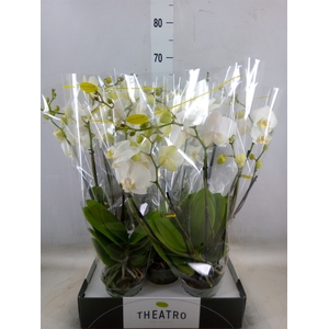 Phalaenopsis   ...white