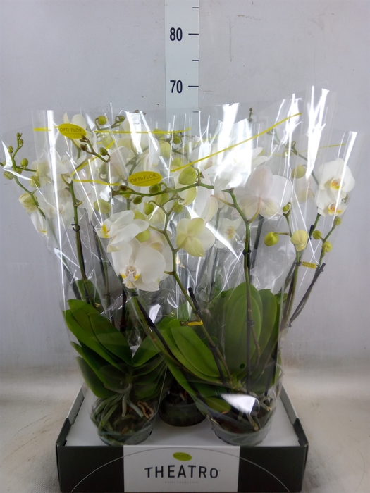 <h4>Phalaenopsis   ...white</h4>
