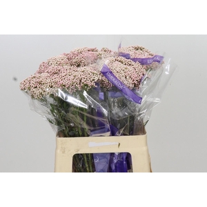 Ozothamnus  'Cooks Tall Pink'