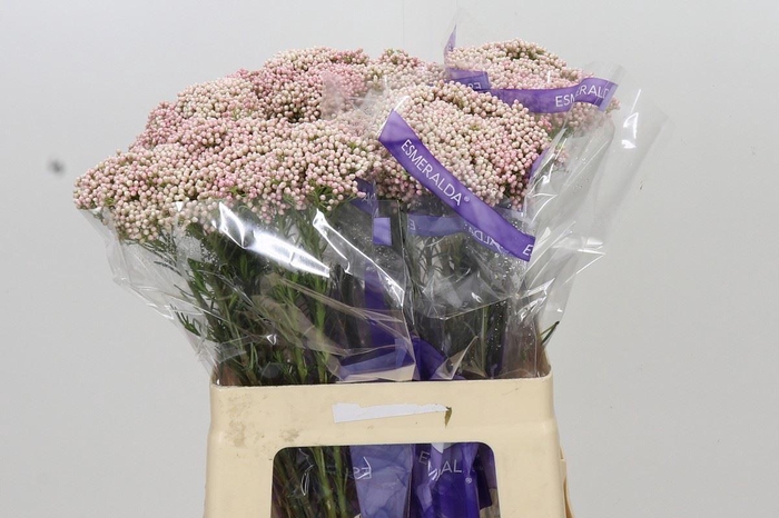 <h4>Ozothamnus  'Cooks Tall Pink'</h4>