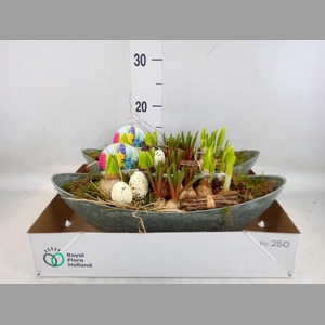 Arr.   Bol/Knolgewas L%